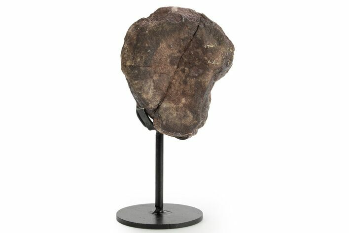 Fossil Theropod Vertebra Section w/ Metal Stand - Colorado #363575